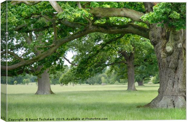 Big, Old Trees close to Corsham, Cotswolds England Canvas Print by Bernd Tschakert