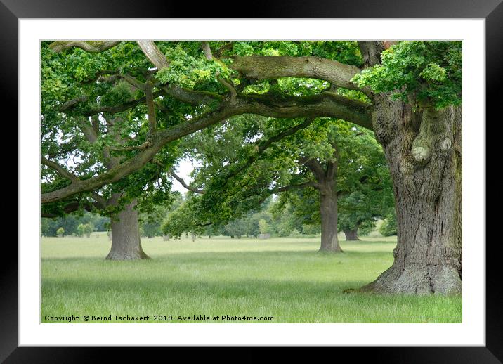 Big, Old Trees close to Corsham, Cotswolds England Framed Mounted Print by Bernd Tschakert
