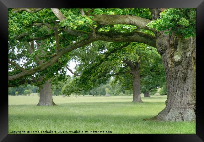 Big, Old Trees close to Corsham, Cotswolds England Framed Print by Bernd Tschakert