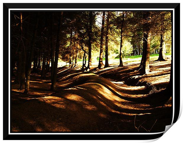 snake through the forest Print by Craig Coleran