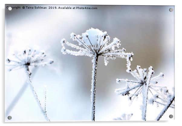 Hoarfrost in Winter  Acrylic by Taina Sohlman