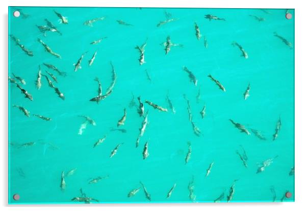 Fish at Lake Bermejales, nr. Alhama de Granada Acrylic by John Robertson