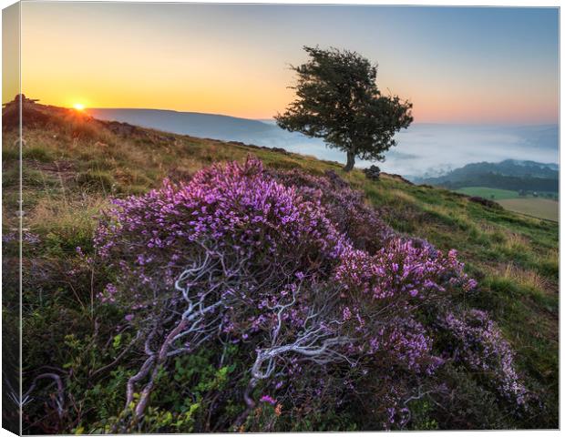 Purple Heather Sunrise, Derbyshire Canvas Print by John Finney