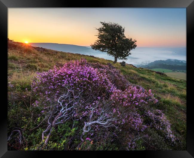 Purple Heather Sunrise, Derbyshire Framed Print by John Finney