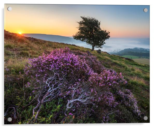 Purple Heather Sunrise, Derbyshire Acrylic by John Finney