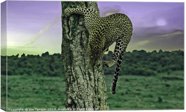 JST148 Cheetah  Canvas Print by Jim Tampin