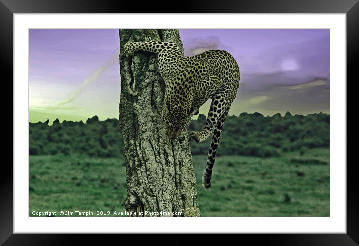 JST148 Cheetah  Framed Mounted Print by Jim Tampin