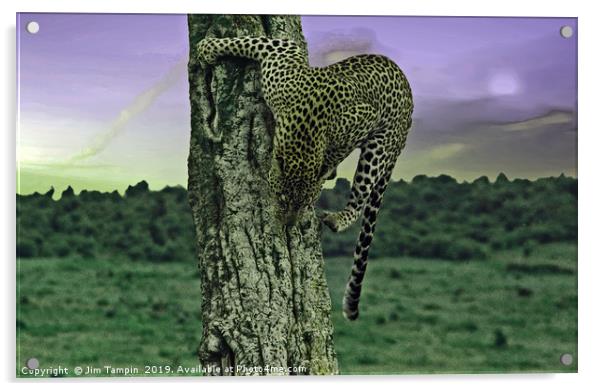 JST148 Cheetah  Acrylic by Jim Tampin