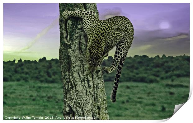 JST148 Cheetah  Print by Jim Tampin