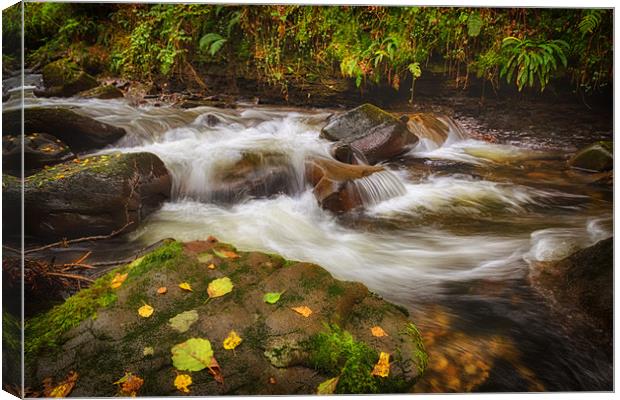 Autumn at Melincourt Brook Canvas Print by Leighton Collins