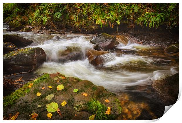 Autumn at Melincourt Brook Print by Leighton Collins