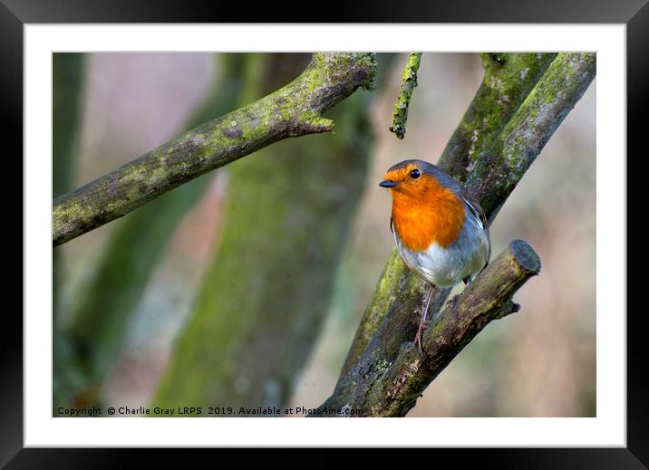 Robin Framed Mounted Print by Charlie Gray LRPS