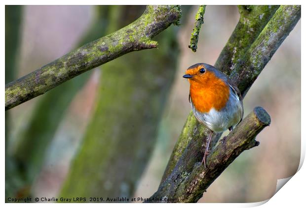 Robin Print by Charlie Gray LRPS