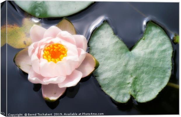 Water lily with leaf in a pond, Austria Canvas Print by Bernd Tschakert