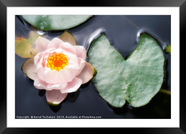 Water lily with leaf in a pond, Austria Framed Mounted Print by Bernd Tschakert