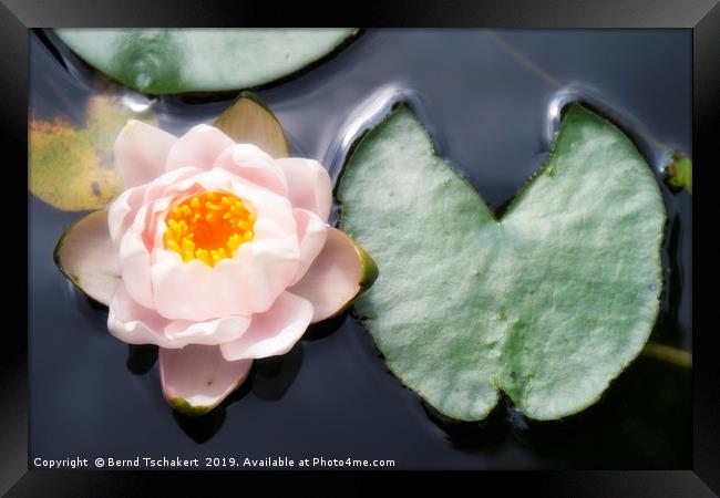 Water lily with leaf in a pond, Austria Framed Print by Bernd Tschakert