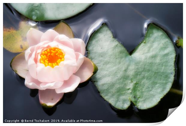 Water lily with leaf in a pond, Austria Print by Bernd Tschakert