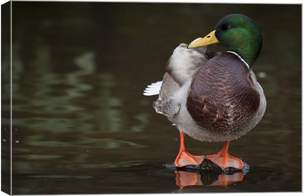 Mallard (Anas platyrhynchos) Canvas Print by Gabor Pozsgai