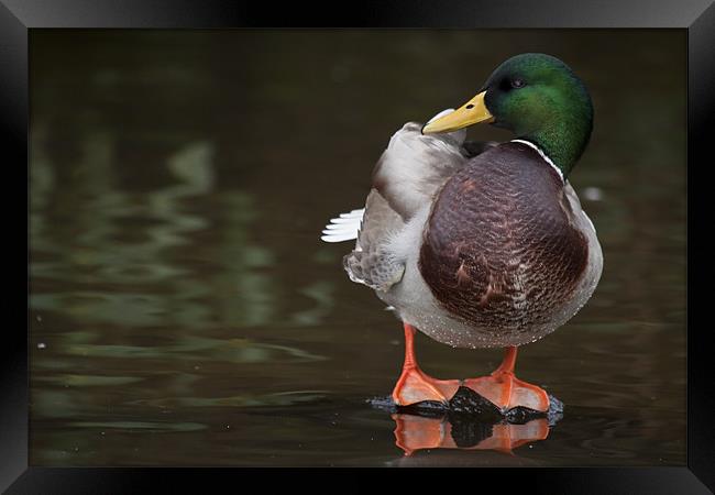 Mallard (Anas platyrhynchos) Framed Print by Gabor Pozsgai