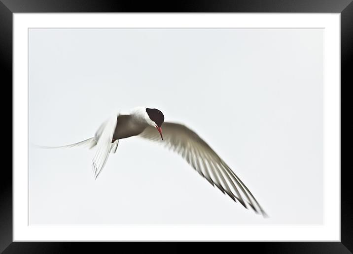 Arctic Tern (Sterna paradisaea) Framed Mounted Print by Gabor Pozsgai