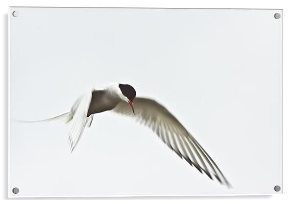 Arctic Tern (Sterna paradisaea) Acrylic by Gabor Pozsgai