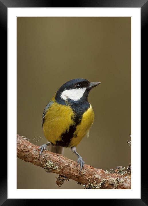 Great Tit (Parus major) Framed Mounted Print by Gabor Pozsgai