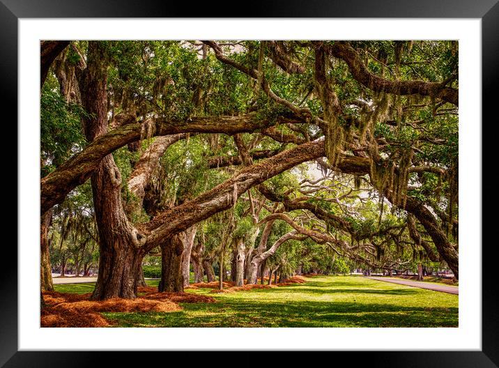 Line of Oak LImbs Over Lawn Framed Mounted Print by Darryl Brooks
