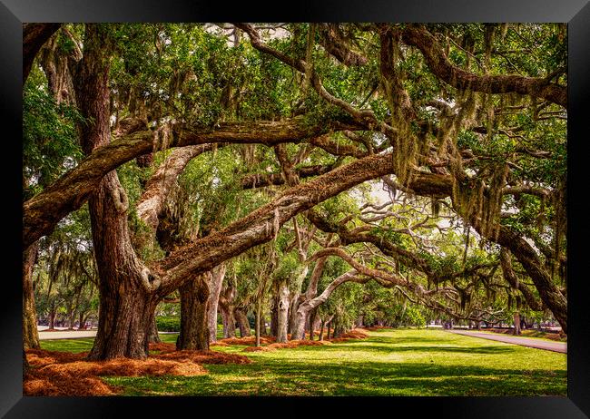 Line of Oak LImbs Over Lawn Framed Print by Darryl Brooks