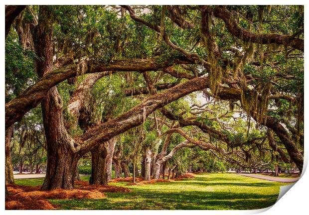 Line of Oak LImbs Over Lawn Print by Darryl Brooks