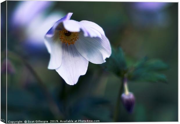 Bowing anemone in the shade Canvas Print by Scot Gillespie