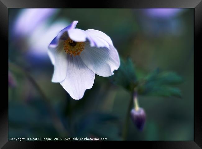 Bowing anemone in the shade Framed Print by Scot Gillespie
