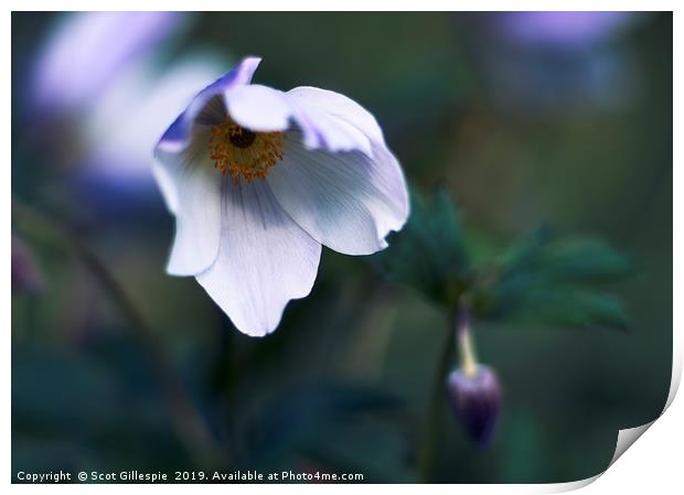 Bowing anemone in the shade Print by Scot Gillespie