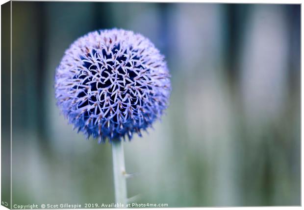 Globe thistle Canvas Print by Scot Gillespie