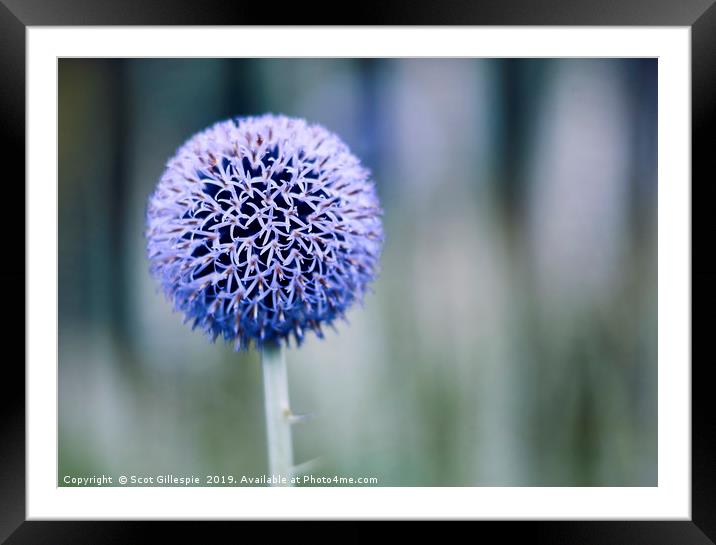 Globe thistle Framed Mounted Print by Scot Gillespie