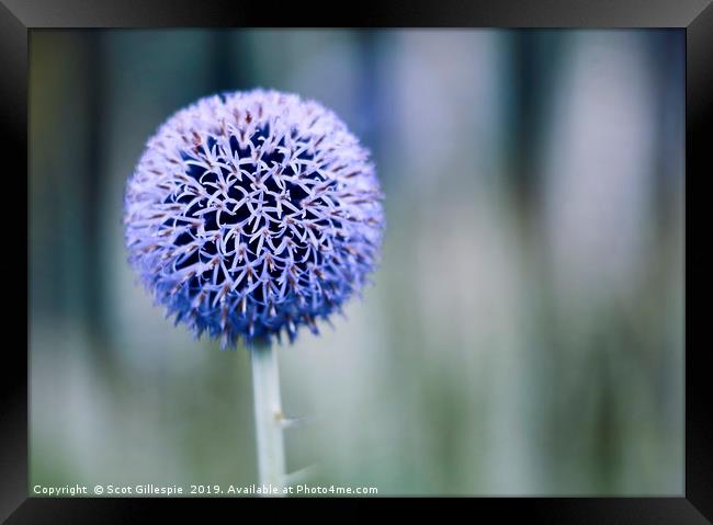 Globe thistle Framed Print by Scot Gillespie