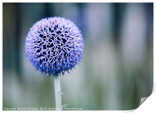 Globe thistle Print by Scot Gillespie