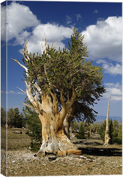 bristlecone pine Canvas Print by Josep M Peñalver