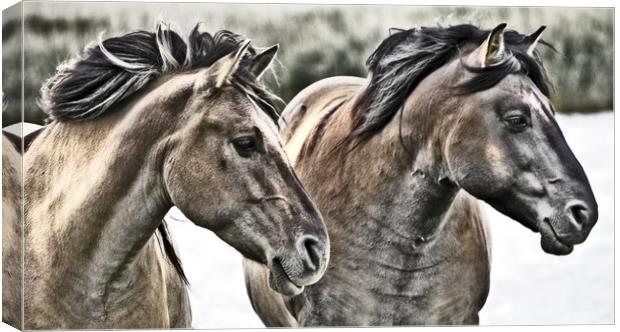 Konik Horses. Canvas Print by Darren Burroughs