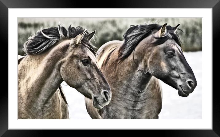 Konik Horses. Framed Mounted Print by Darren Burroughs