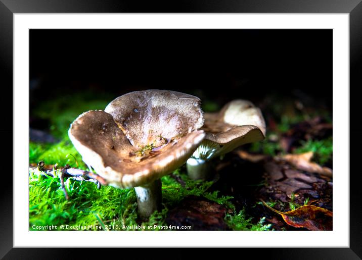 Fungi in my garden Framed Mounted Print by Douglas Milne