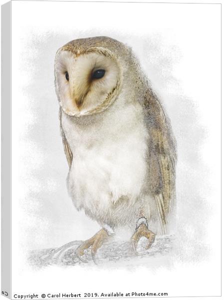 Barn Owl Canvas Print by Carol Herbert