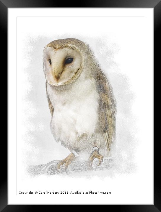 Barn Owl Framed Mounted Print by Carol Herbert