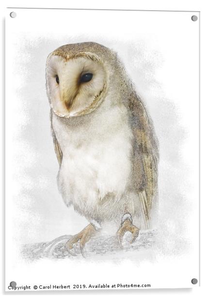 Barn Owl Acrylic by Carol Herbert
