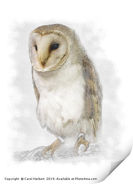 Barn Owl Print by Carol Herbert