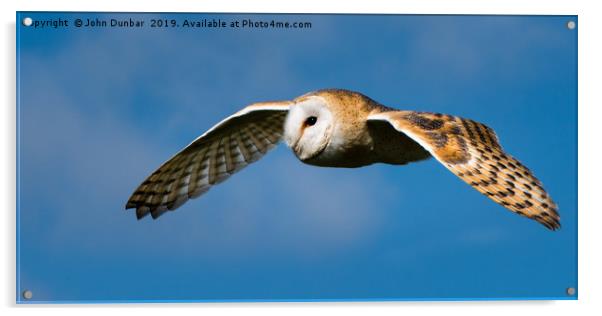 Barn Owl in Flight Acrylic by John Dunbar