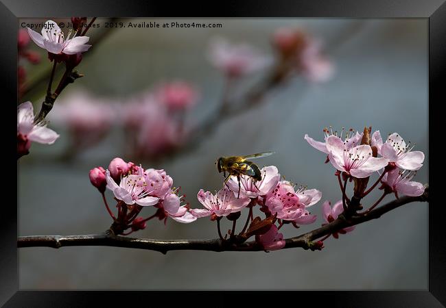 Hoverfly on Cherry Blossom Framed Print by Jim Jones