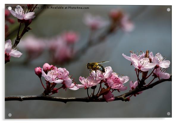 Hoverfly on Cherry Blossom Acrylic by Jim Jones