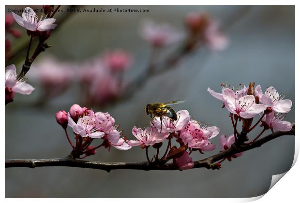 Hoverfly on Cherry Blossom Print by Jim Jones