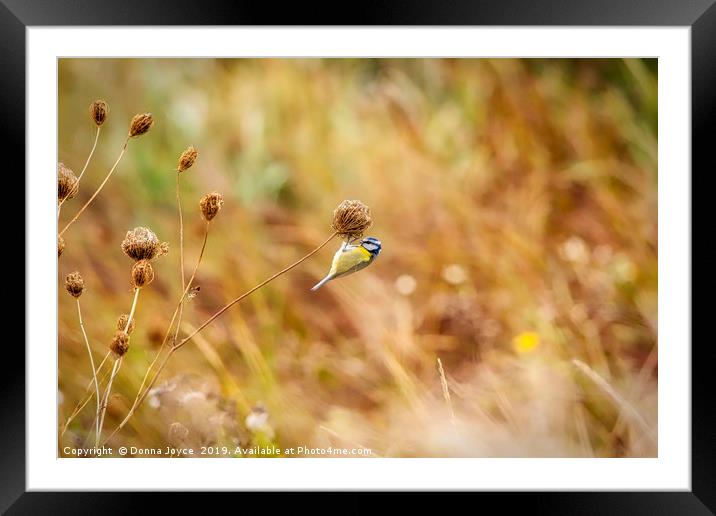 Blue Tit on seed head Framed Mounted Print by Donna Joyce