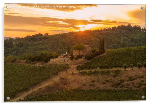 Vineyard near Volpaia town in Chianti region Acrylic by eyecon 